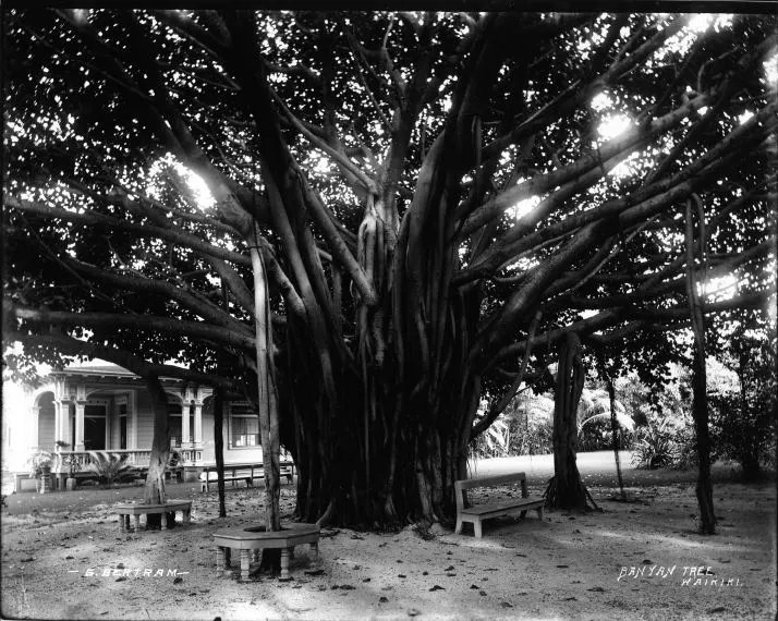 Historic banyan tree in Waikiki at the Moana Surfrider hotel property.