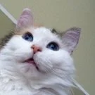 푸치 P 아바타